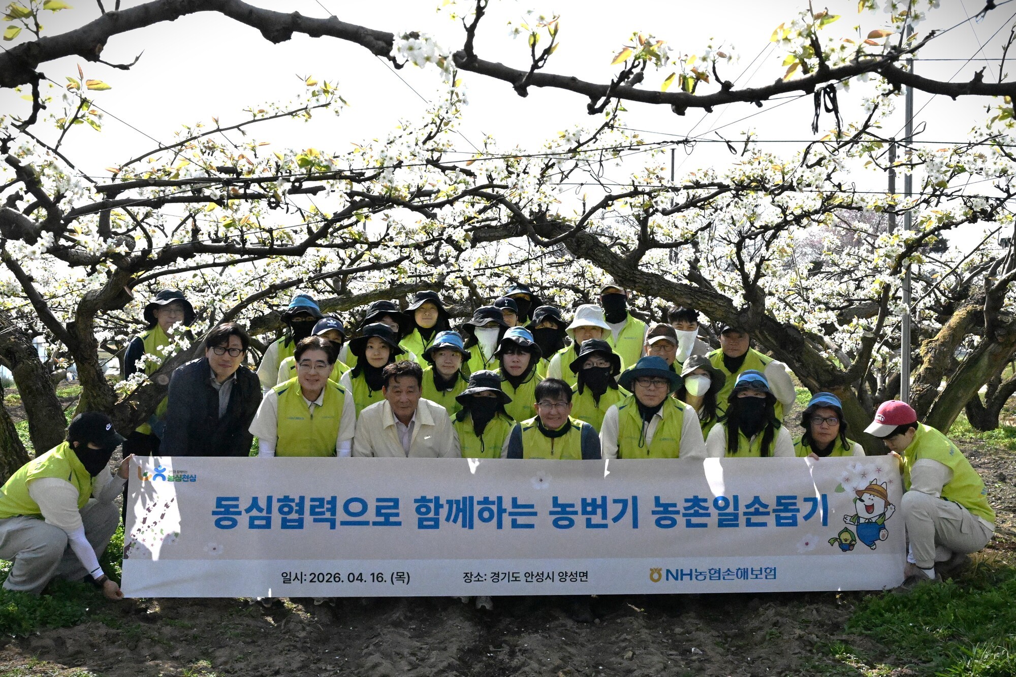NH농협손해보험, 경기 안성 배 농가서 ‘농촌 일손돕기’ 실시